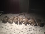 dead ones.jpg