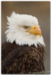 Eagleportrait.JPG