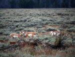 IMG_8683 Antelope looking at me.jpg