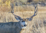 Muley November 2015 a-7524.JPG