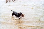 duckchasing2.jpg