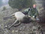 Kim's NM Elk.JPG