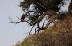 IMG_3398 Bald eagle on branch enh sr crp tone.jpg