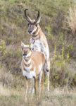 Antelope September 2015 a-3900.JPG