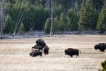 IMG_4708 Buffalo porn.jpg