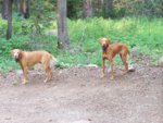 camping 7 07 GR MESA.jpg