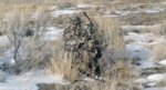 ASAT-camo.jpg