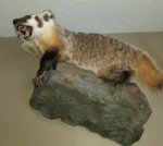 badger.jpg