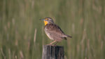 Meadowlark 2.jpg