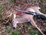 ML deer 2020.jpg