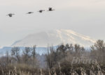 Sandhill Cranes 2019 a -6161.JPG