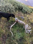 deadhead.jpg