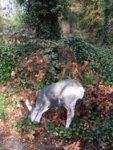 Mule deer decoy full.JPG