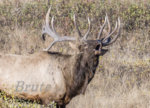 Rocky Mt. Bugling October 2018  a-4677.jpg