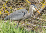 GBH with Snake March 2016 a-1291.JPG
