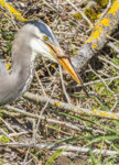 GBH with Snake March 2016 a-1290.JPG