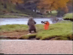 Bear-Boxing-GIF.gif
