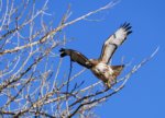 Hawk on take off.JPG