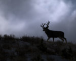 Silhouetted-buck-not-yet-placed-scaled.jpg