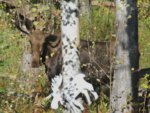 moose_decoy.JPG