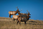 101308-3439-Five-Bull-Elk.jpg