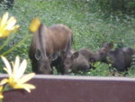 backyardmoose.JPG