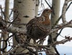 bakyard_grouse.JPG