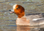 Eurasian Wigeon a-5773.jpg