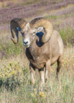 Ram  72 a-7961.JPG