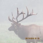 Cataloochee19BB8.jpg