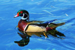 Wood Duck.jpg