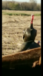 F6384F93-7607-4DA0-8D65-638453697B7B.png