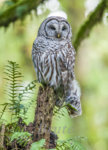 Barred Owl April 2015 a-2358.JPG