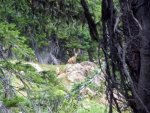 Mule Deer Scouting (1024x765).jpg