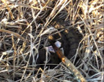 Snake2-3-7-09.jpg