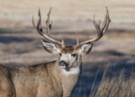 Muley 2014  a-7752.JPG