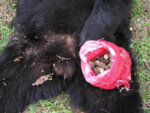 springbear015Small.jpg
