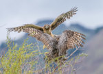 Great-horned Owl a-9149.jpg