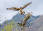 Great-horned Owl a-9150.jpg