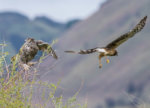 Great-horned Owl  a-9155.jpg