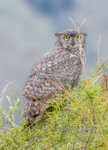 Great-horned Owl a-9139.jpg