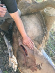 Elk Bhead hole.JPG