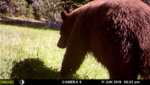 black bear.JPG black bear.JPG