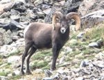 Digiscoped Sheep2.jpeg