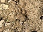 Lion Track.jpg