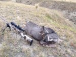2015 WY Muley Spike (2).jpg
