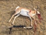 2015 WY antelope.jpg