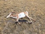 2015 WY antelope doe (1).jpg