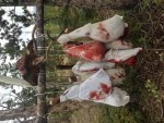 elk_meat_pole_2015.jpg