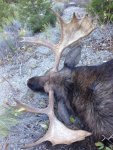 moose hunt3.jpg